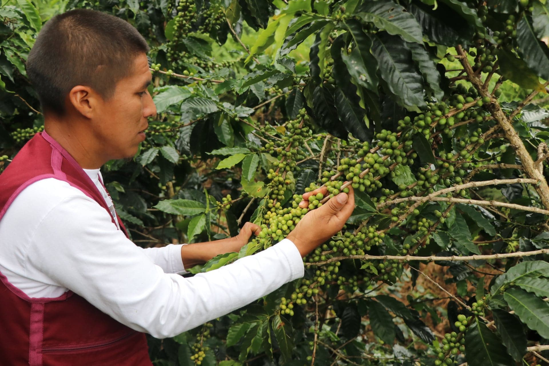 Picture for PeruEsCafe coffee producer.