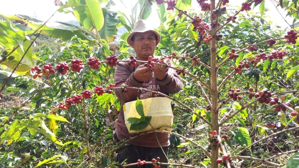 Picture for PeruEsCafe coffee producer.